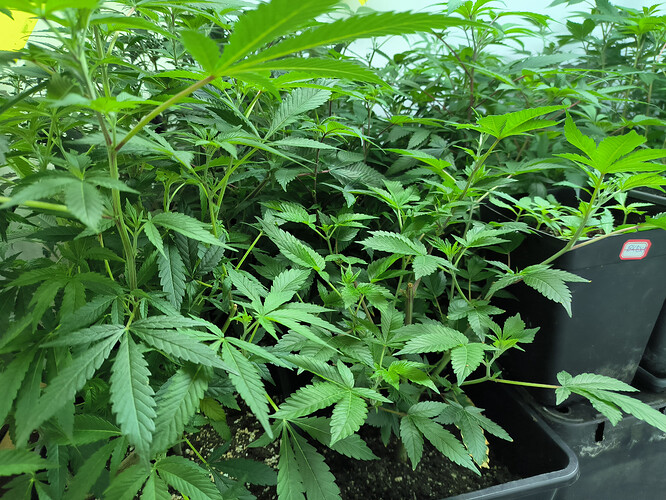 Growreport Bild 2