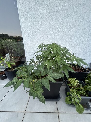 Growreport Bild 6