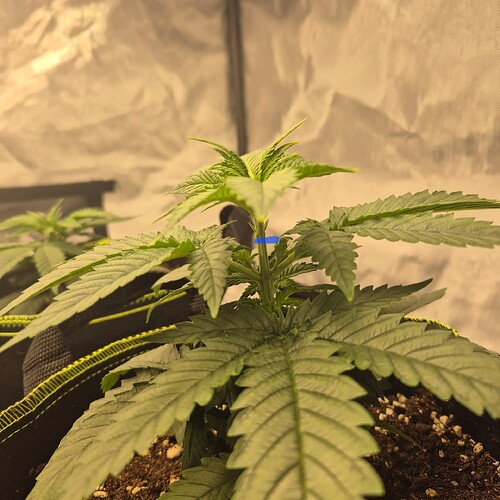 Growreport Bild 9
