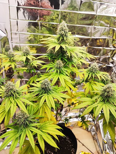 Growreport Bild 7