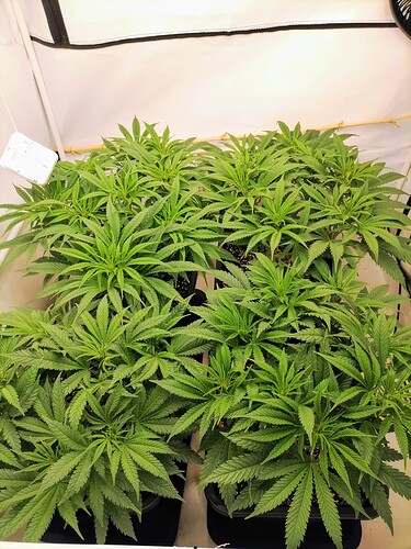 Growreport Bild 5