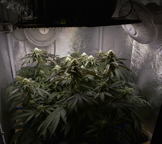 Growreport Bild 4