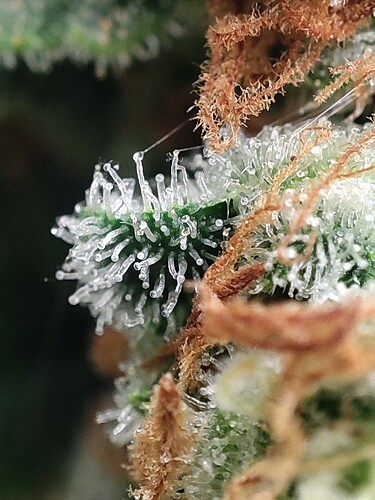 Growreport Bild 98