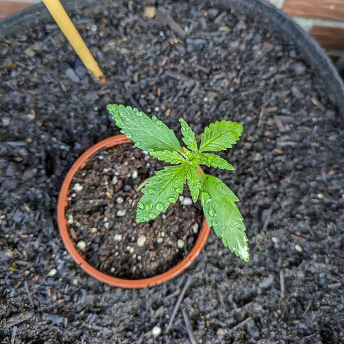 PXL_20240520_060118610