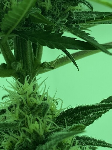 Growreport Bild 6