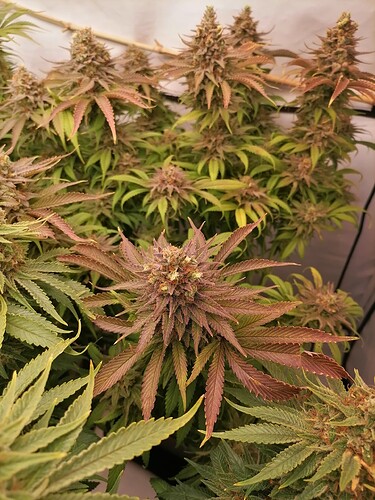 Growreport Bild 1