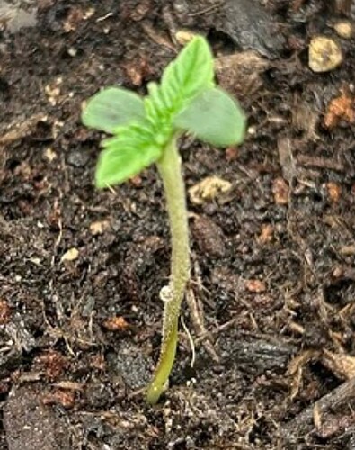 Growreport Bild 112