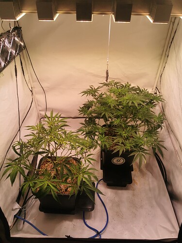 Growreport Bild 1
