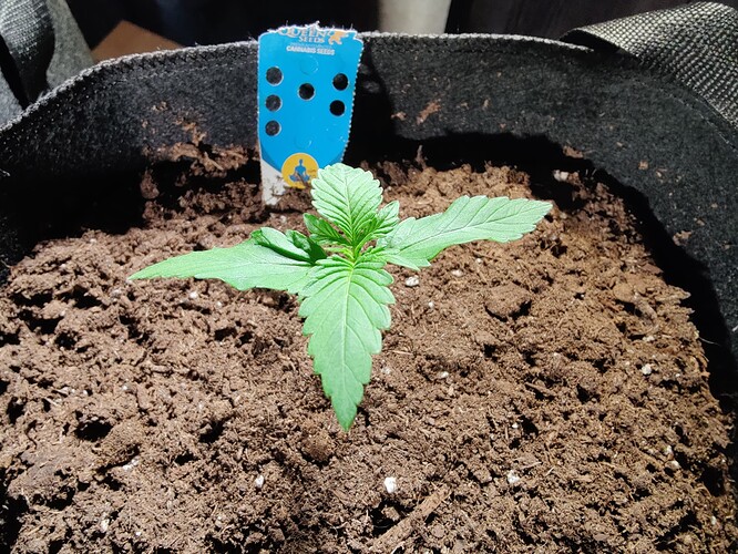 Growreport Bild 3