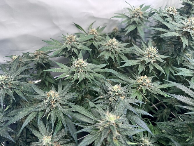 Growreport Bild 17