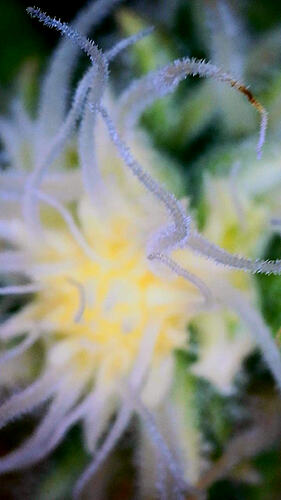 Growreport Bild 8