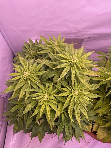 Growreport Bild 1