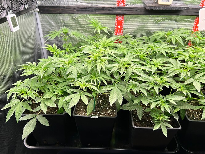 Growreport Bild 4