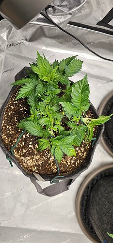 Growreport Bild 15