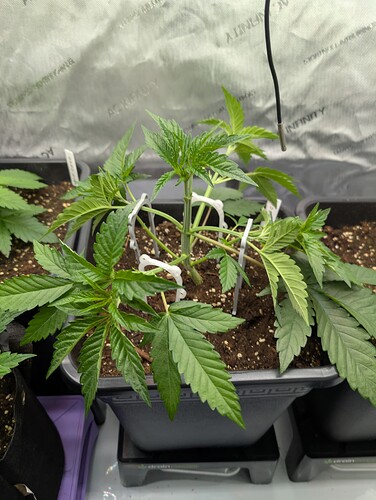 Growreport Bild 2