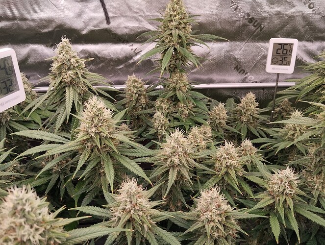 Growreport Bild 21