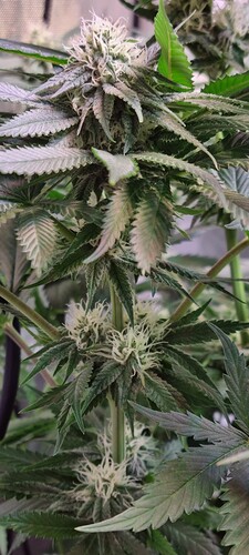 Growreport Bild 2