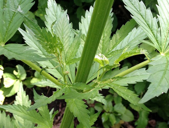 Grow25_0625_HK2schaden_3