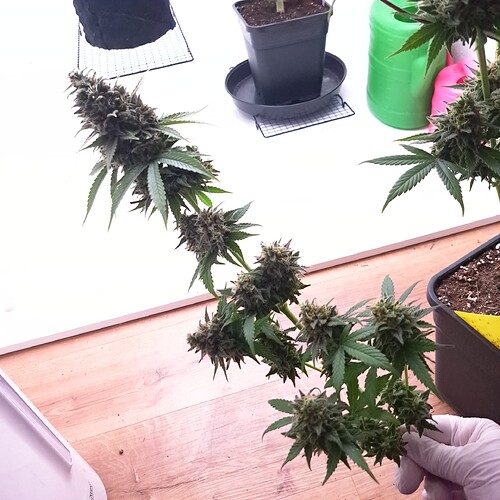 Growreport Bild 10