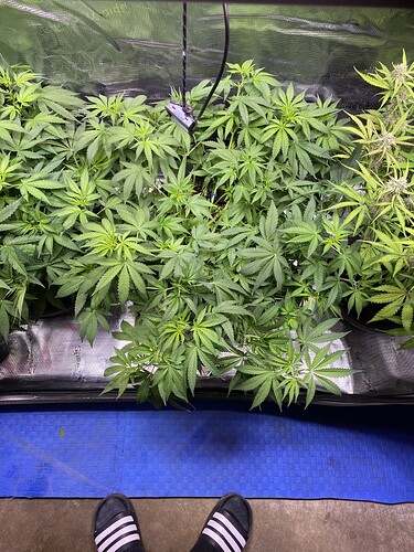 Growreport Bild 58