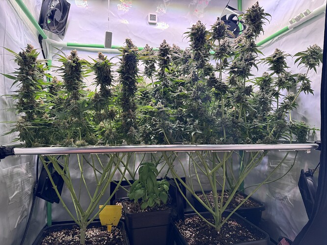 Growreport Bild 27