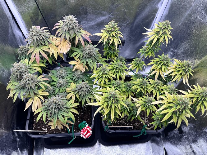Growreport Bild 30