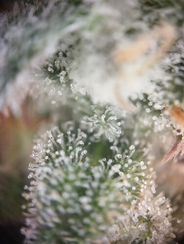 Growreport Bild 7