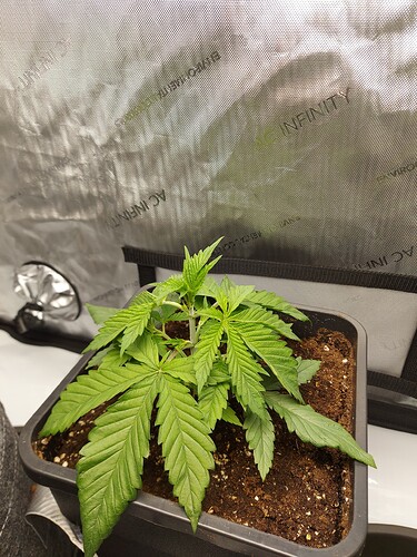 Growreport Bild 2