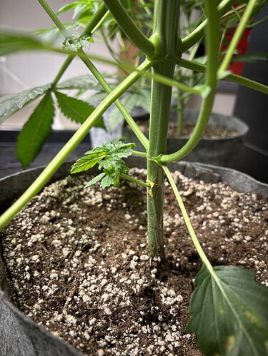 Growreport Bild 8