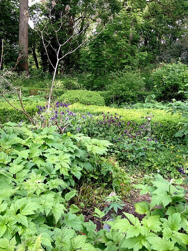 Eine junge Cannabispflanze wächst in einem Gartenbeet zwischen anderen Pflanzen.