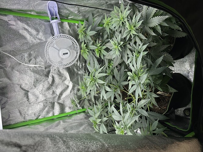 Zwei Cannabispflanzen in einem Growzelt mit einem Ansio-Ventilator.