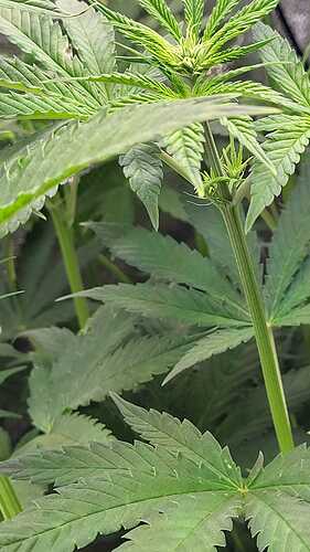 Growreport Bild 4