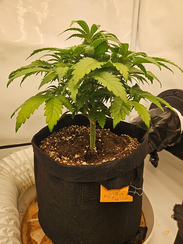 Growreport Bild 28