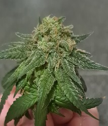 Growreport Bild 132