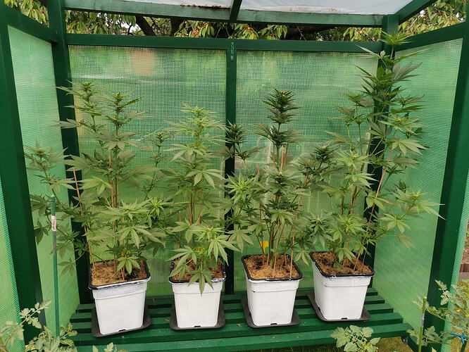 Lucky Hemp LT42