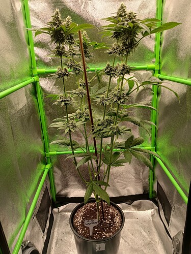 Growreport Bild 16