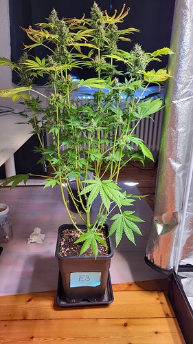 Growreport Bild 5