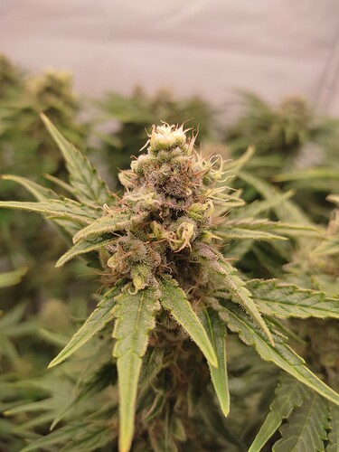 Growreport Bild 10