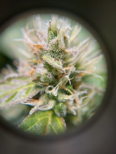 Growreport Bild 12
