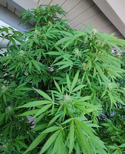 Screenshot_20251021-195611.Files by Google