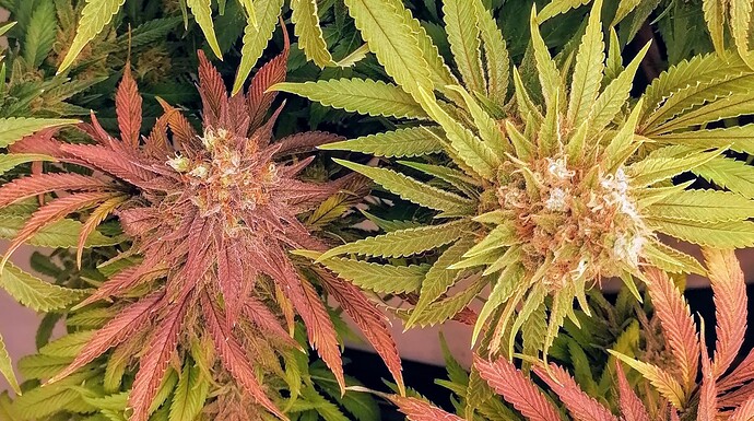Growreport Bild 35