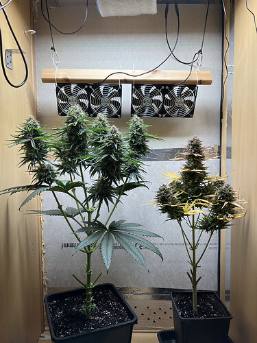 Growreport Bild 1