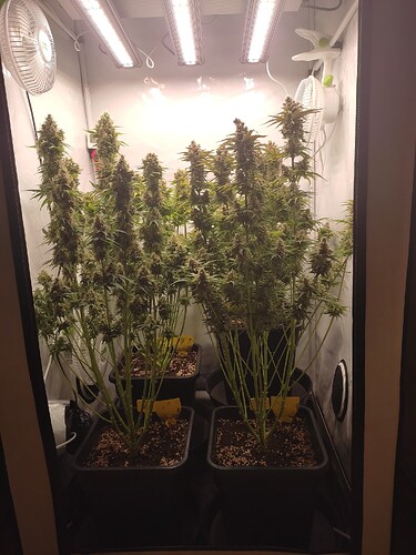 Growreport Bild 3