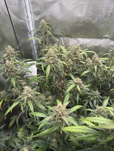 Growreport Bild 7