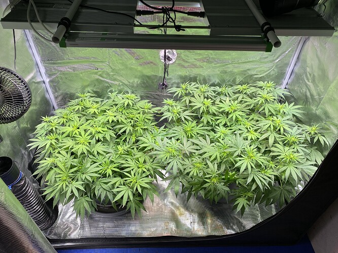 Growreport Bild 38