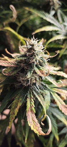 Growreport Bild 19
