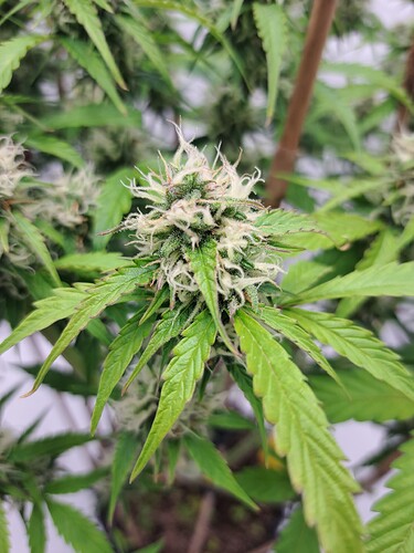 Growreport Bild 42