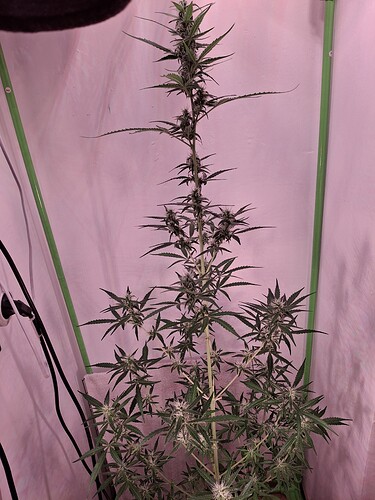 Growreport Bild 212