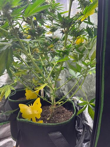 Zwei Cannabispflanzen in Stofftöpfen in einem Growzelt, mit gelben Klebefallen zur Schädlingsbekämpfung.