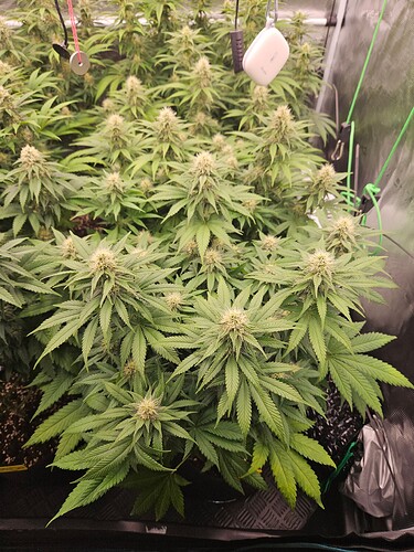 Growreport Bild 15